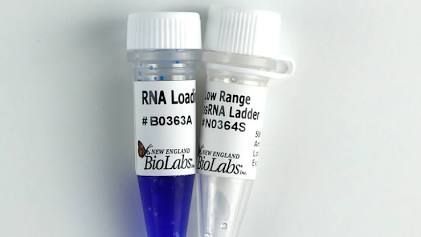 NEB T4 RNA Ligase 1 High Concentration M0437 ssRNA Ligase