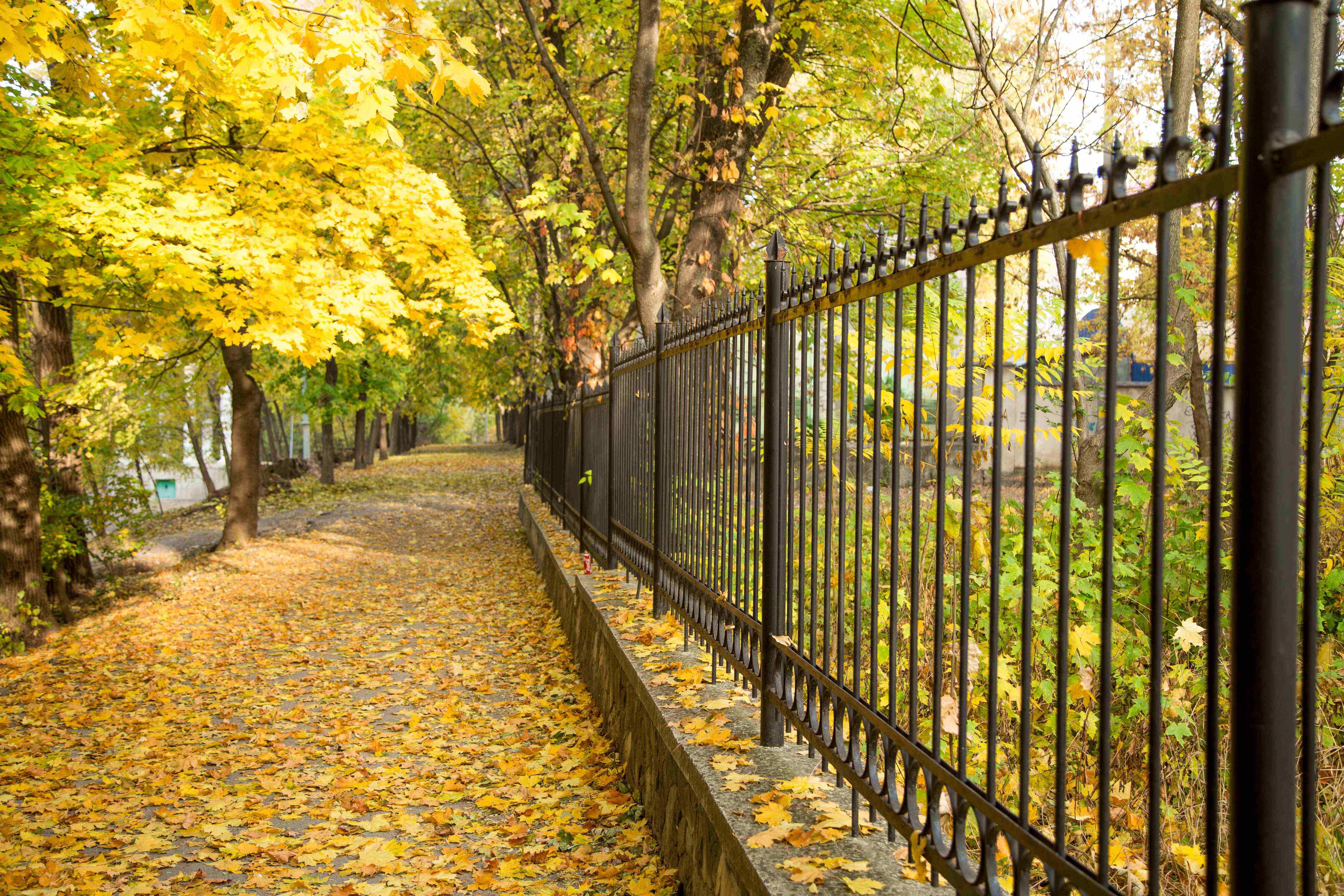 autumn-alley-with-side-fence