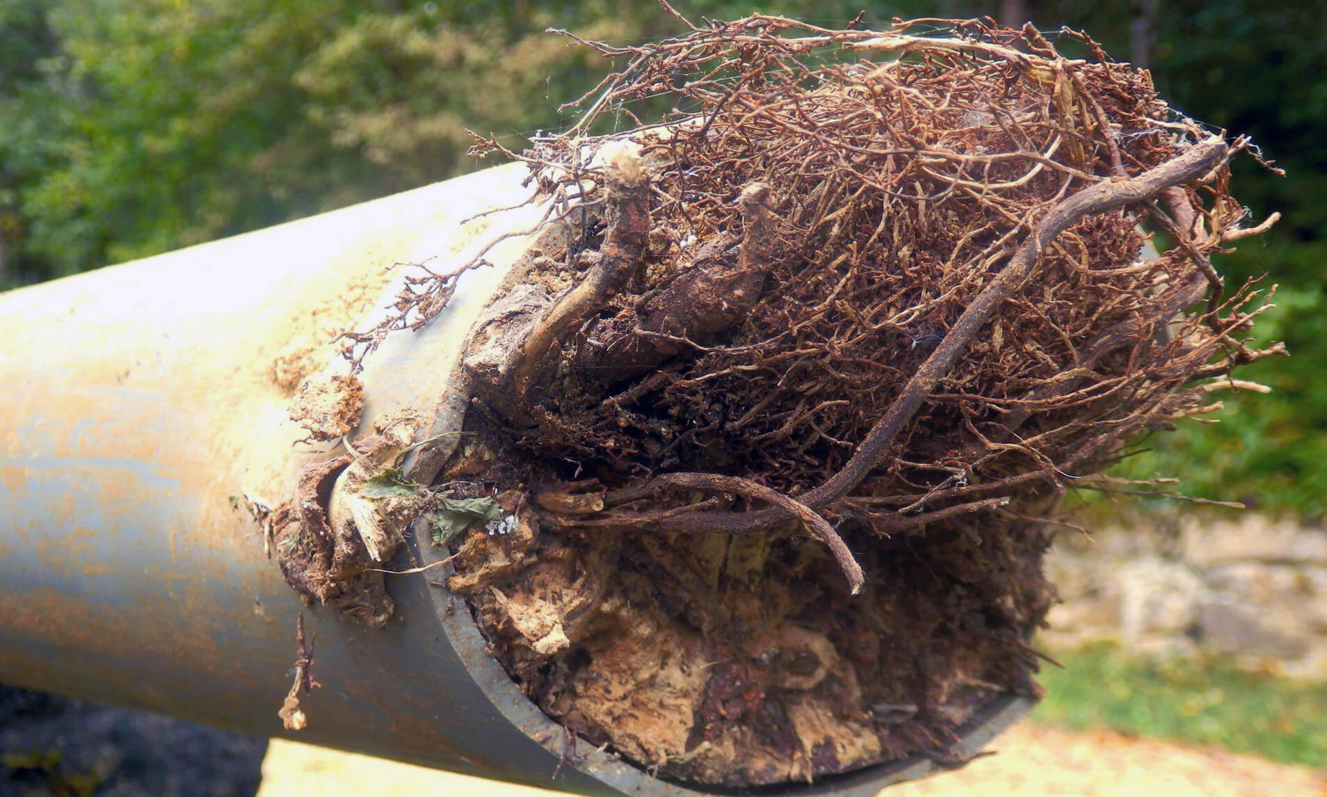 Tree Root In Pipe Tree Root In Pipe