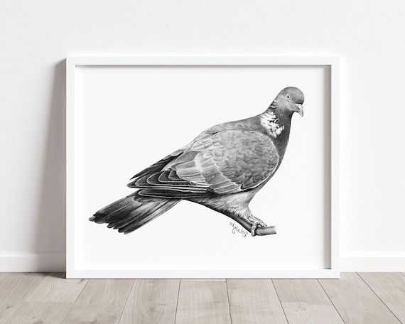 Featured Photo of Pigeon Wall Art