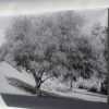 Acacia Tree Wall Art (Photo 3 of 15)