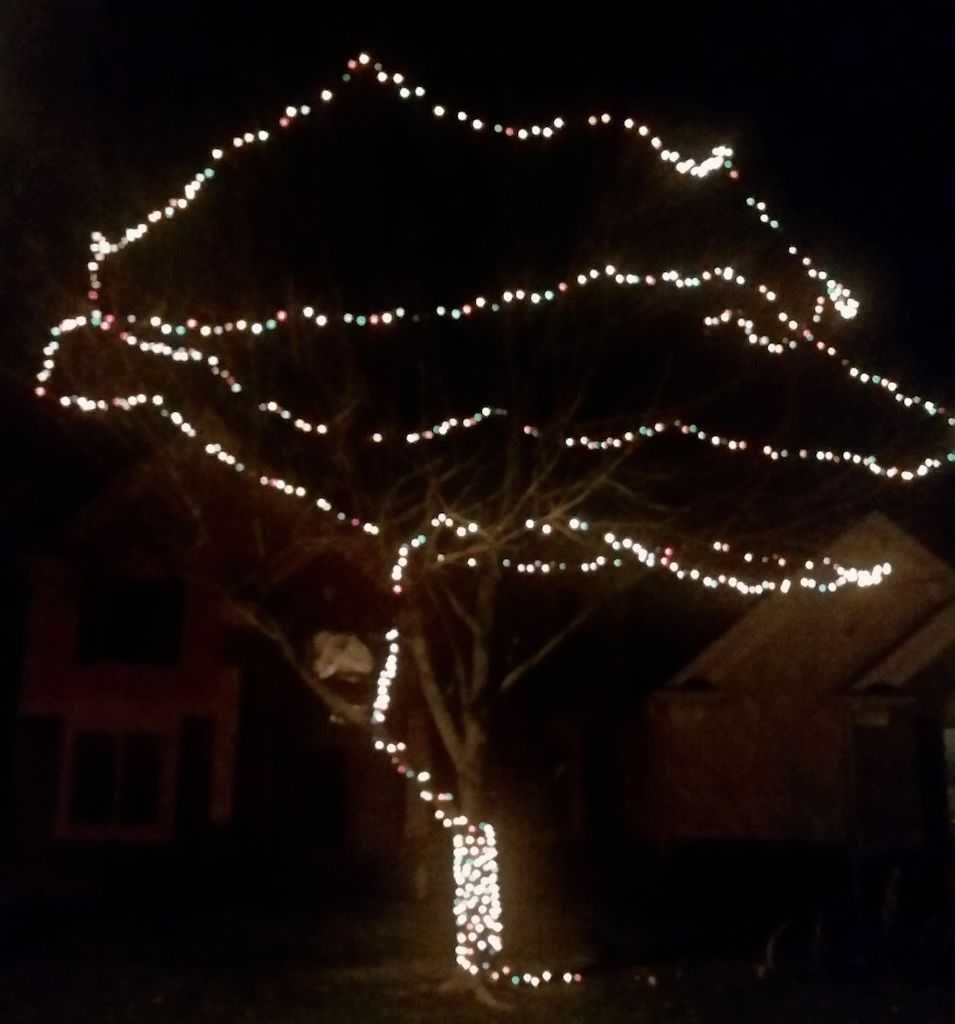 Featured Photo of Hanging Lights on Large Outdoor Tree