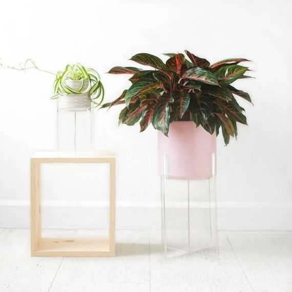 Featured Photo of Acrylic Plant Stands
