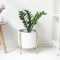White Plant Stands