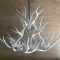White Antler Chandelier