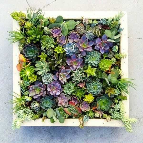 Featured Photo of Succulent Wall Art