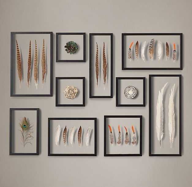 Framed Feather Collection – Ring Necked And Lady Amherst's Pheasant … Inside Feather Framed Artwork (Gallery 1 of 25)