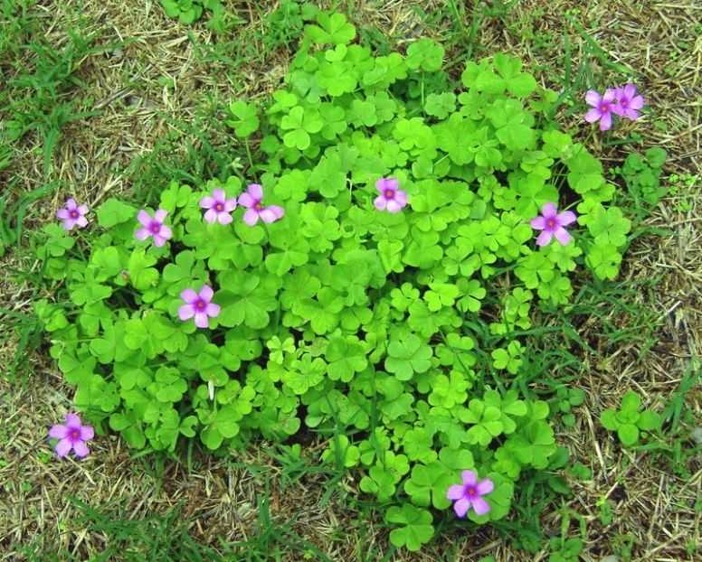 Featured Photo of Shamrock Plant Outdoors