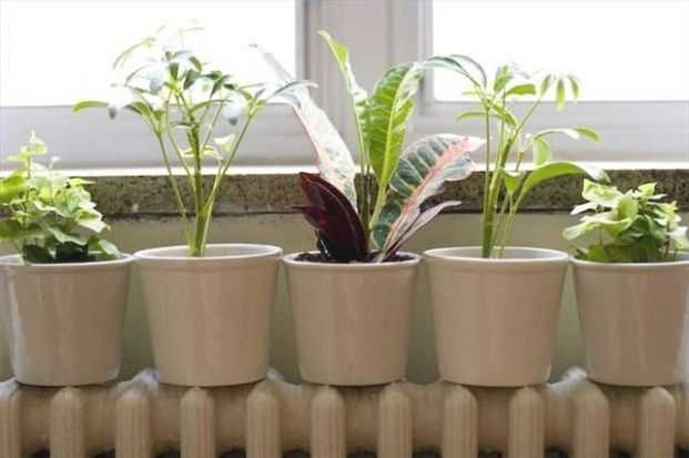 Featured Photo of Indoor And Outdoor Plants