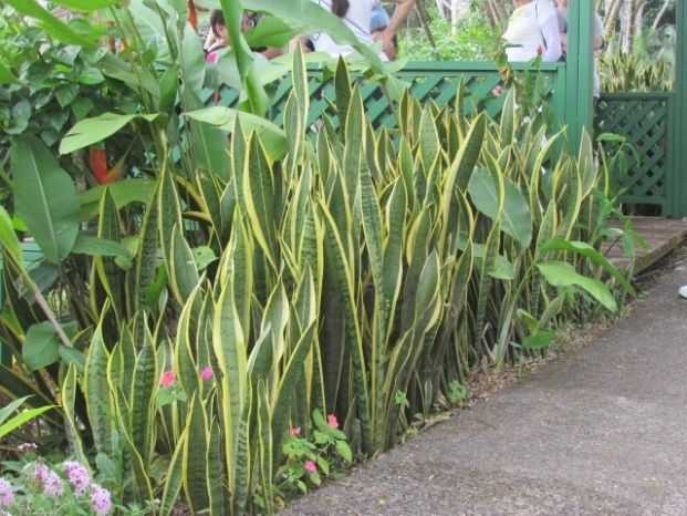 Featured Photo of Snake Plant Outdoors