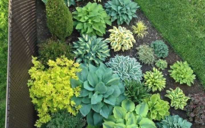 Low Maintenance Outdoor Shade Plants