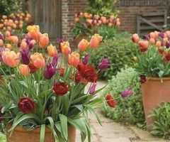 Year Round Outdoor Potted Plants