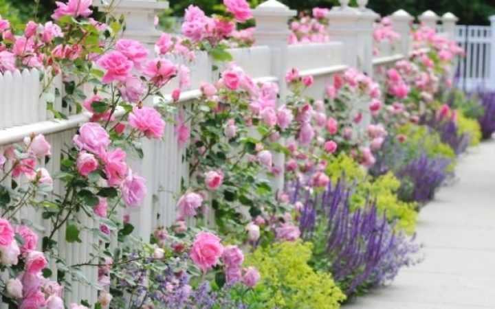English Garden Flowers