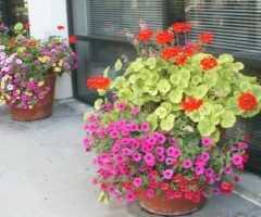 Outdoor Potted Plants and Flowers