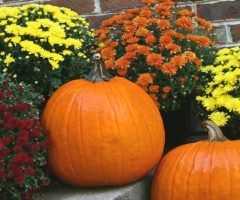 2023 Latest Fall Outdoor Plants
