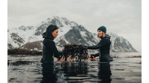 Lofoten Seaweed