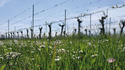 PodereilSalicetoRebenBlumen.jpg