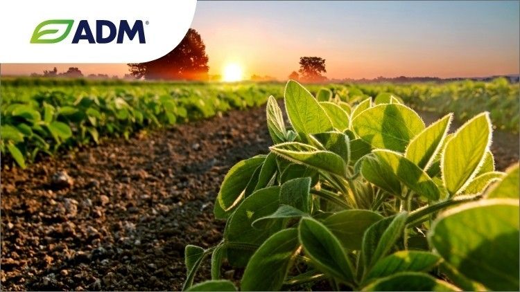 Innovate-with-locally-sourced-plant-forward-solutions_wrbm_large