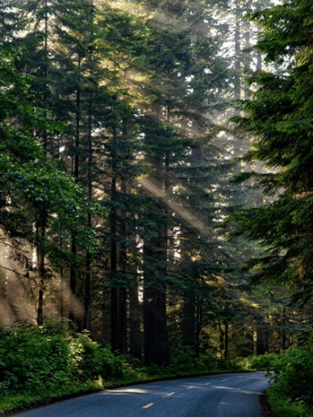 Forest road