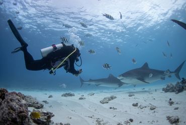 Fuvahmulah Frenzy - 4 Nights + 6 Dives