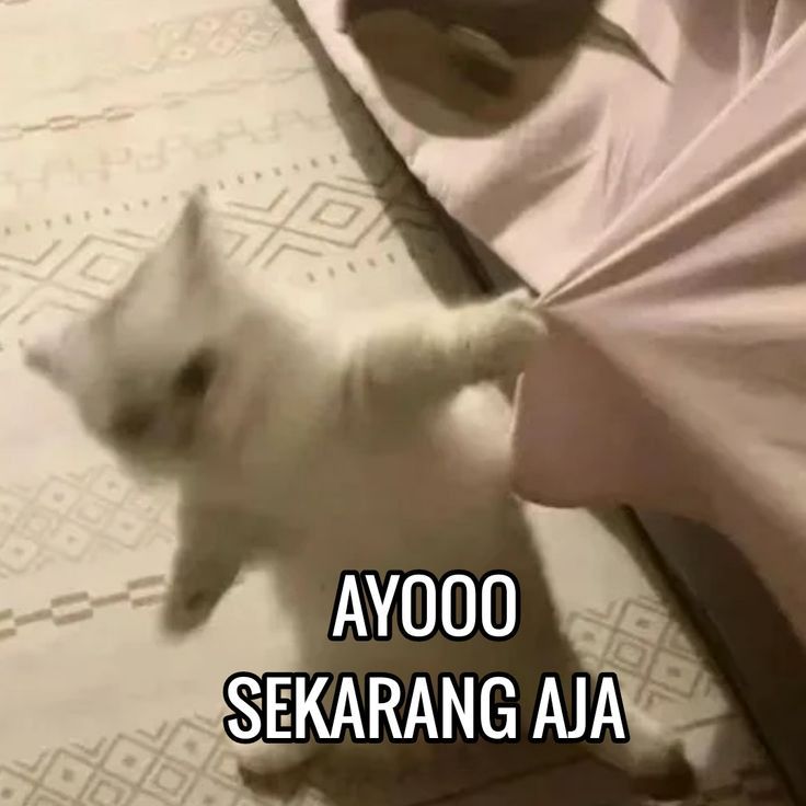 MEGA228: Pengalaman Bermain Premium Untuk Tahun 2026