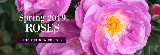 Jackson & Perkins: Live Rose Plants, Perennials, Gift Plants & Garden Decor