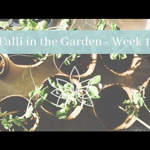 Falli’s Vegetable Garden - Week 1