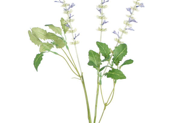 SF583BLSalvia Spray BL
