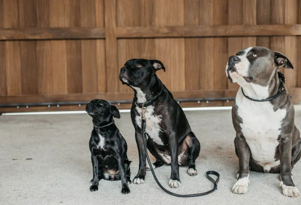 Guinzaglio per cani intrecciato Dy’On