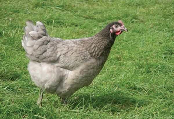 Blue Maran Chicken
