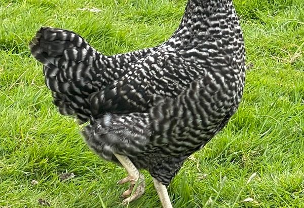 Cou Cou Maran Chicken