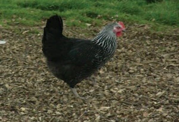 Sussex Rock Chicken