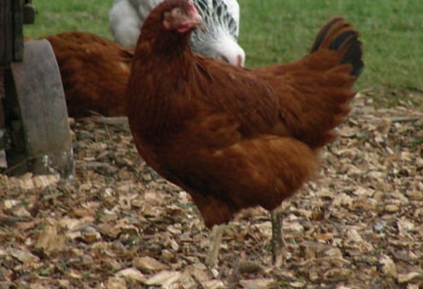 Columbian Black Tail Chicken