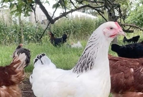 Light Sussex Chicken