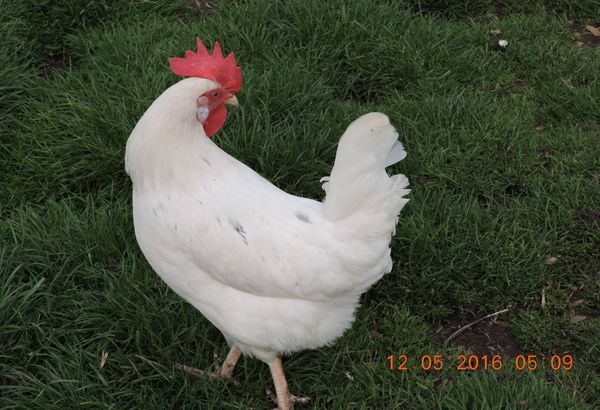White Leghorn Chicken