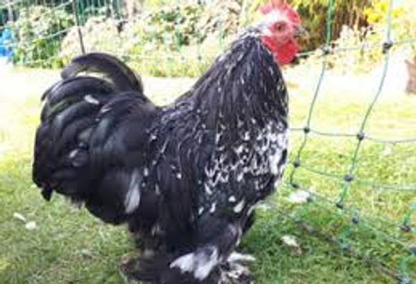 Pekin Bantam – Cockerels