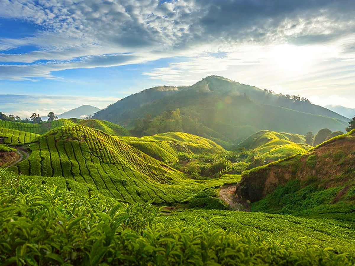 Cameron Highlands