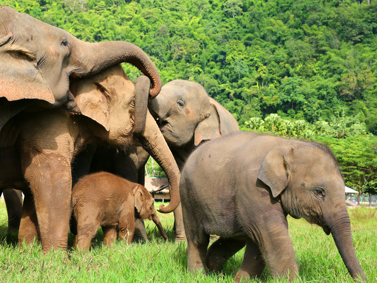 Elephant Nature Park - Thailand