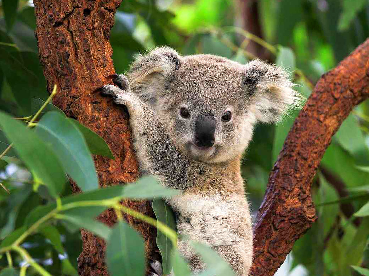 Lone Pine Koala Sanctuary - Australia