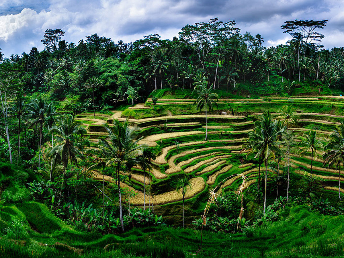 Tegallalang Rice Terraces, Ubud
