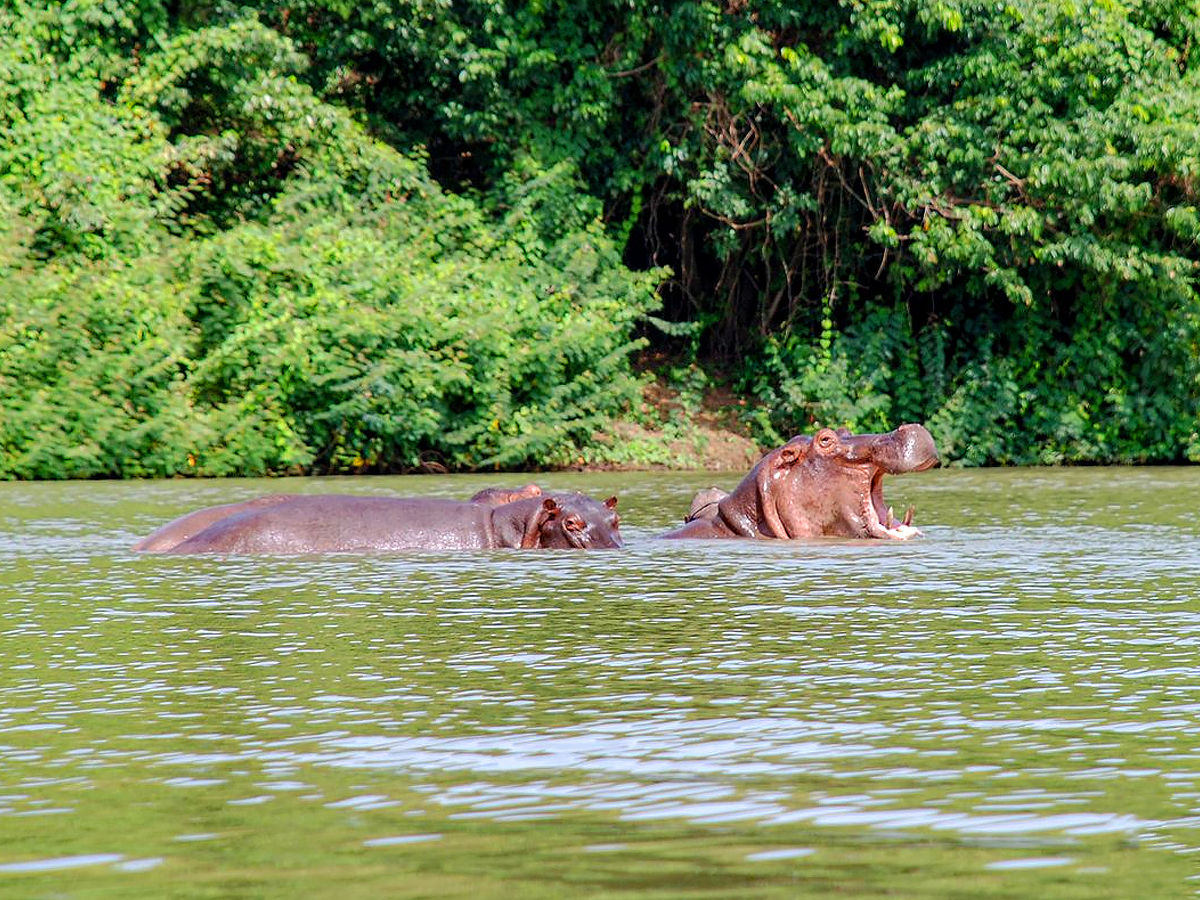 Wechiau Community Hippo Sanctuary - Ghana