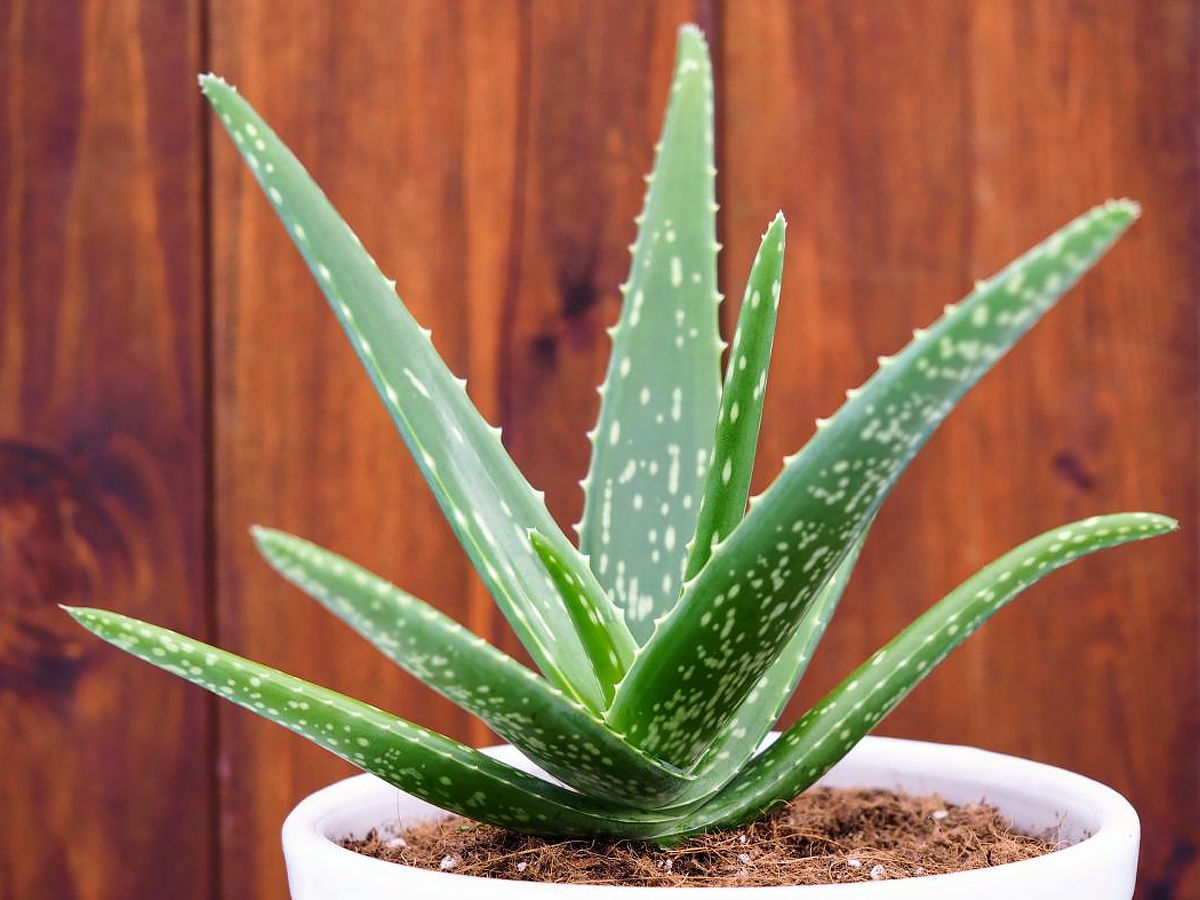 Aloe Vera not just for beauty but for oxygen