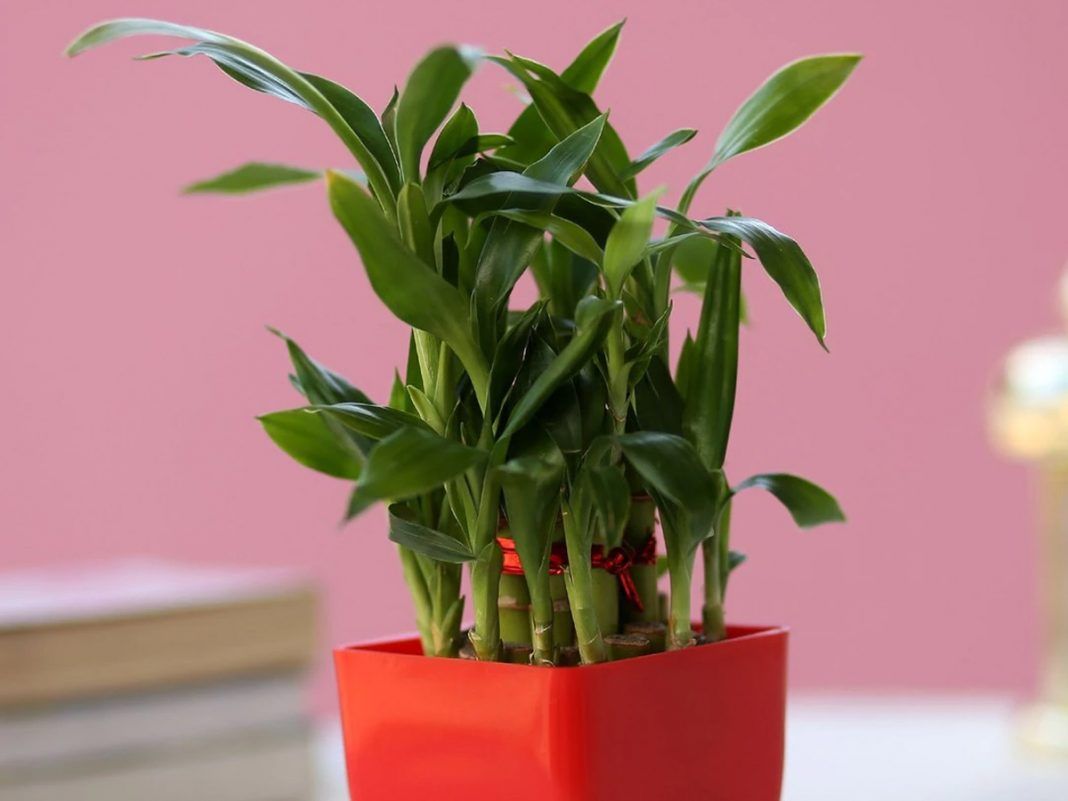 8 Plants That Produce Oxygen Even At Night