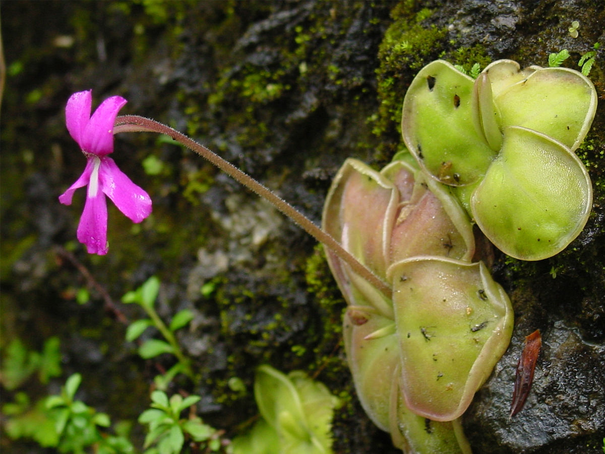 Butterwort