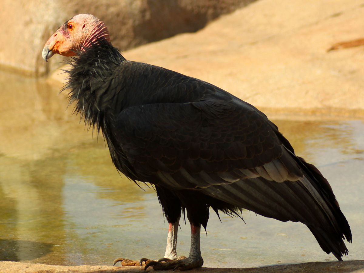 Californian Condor standing 