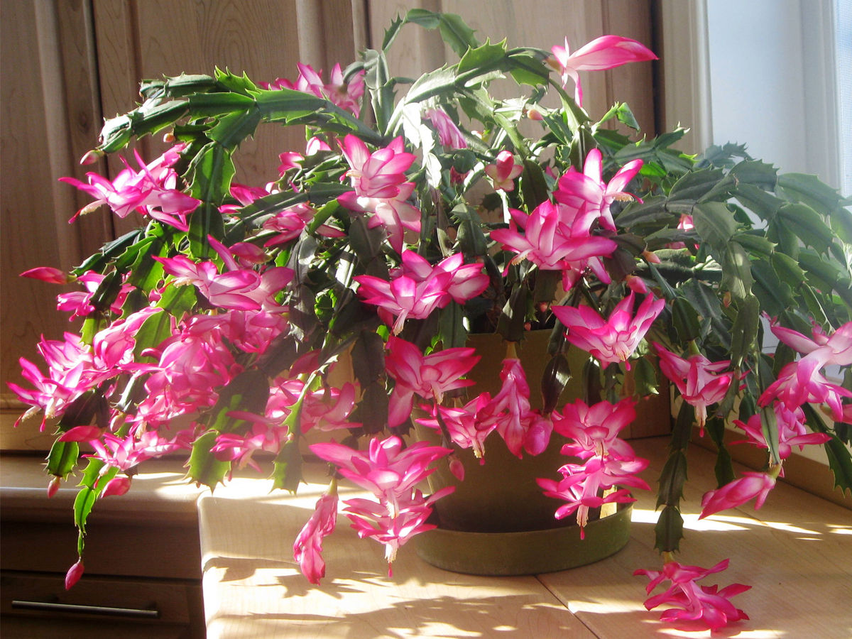 Christmas Cactus