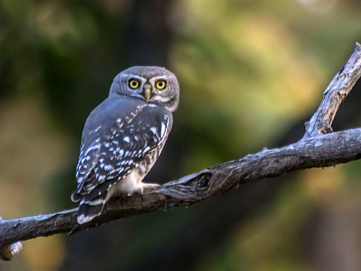 forest owl on a branch