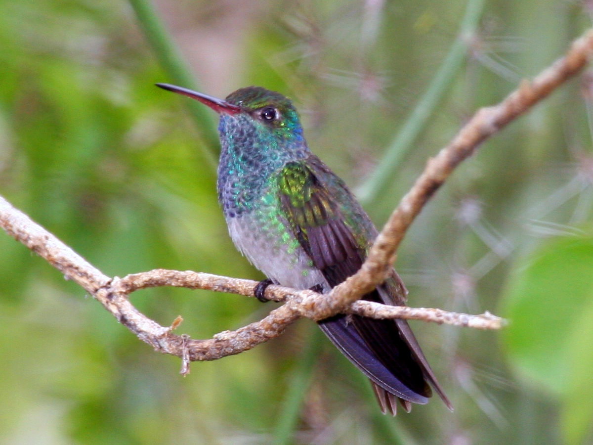 Honduran emerald on a branch  