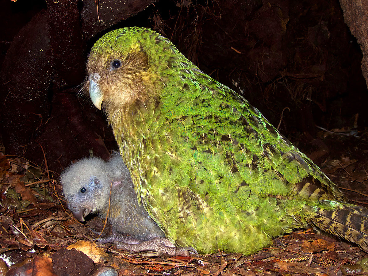 Kakapo in nest 