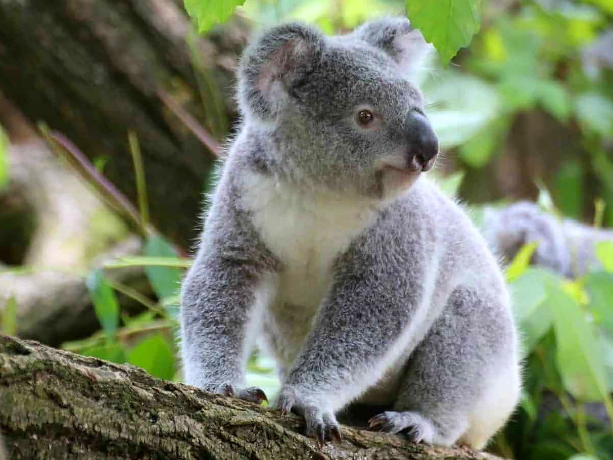 9 Laziest Animals On The Planet | 9 Laziest Animals On The Planet |